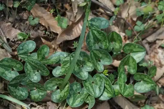 杜蘅:一种自带香味的草,被中医界称为"神农上品"!