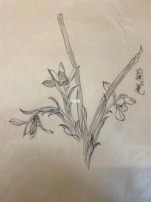练习40兰花