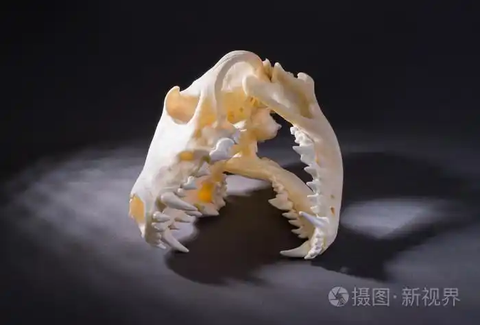 孤立的红狐狸头骨