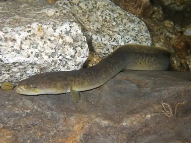 p>花鳗鲡(学名: i>anguilla marmorata /i>)是鳗鲡科,鳗鲡属动物.