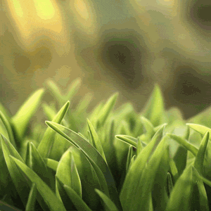 发出积极向上的信号有着香河人一样的韧劲儿钻出地面的小草你看是迎春