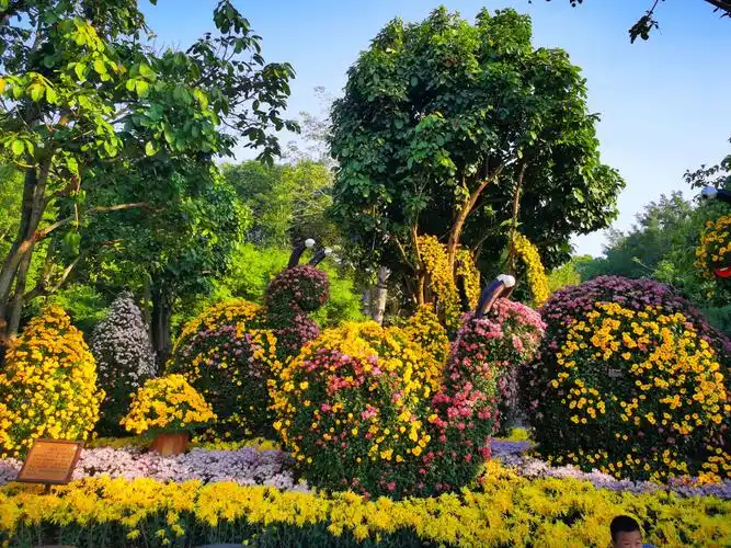观2020年青秀山风景区(第五届)菊花展,开眼界,长知识. - 美篇