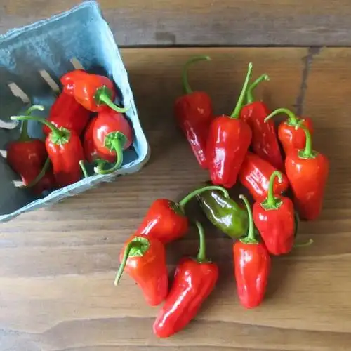 peppers – hudson valley seed company