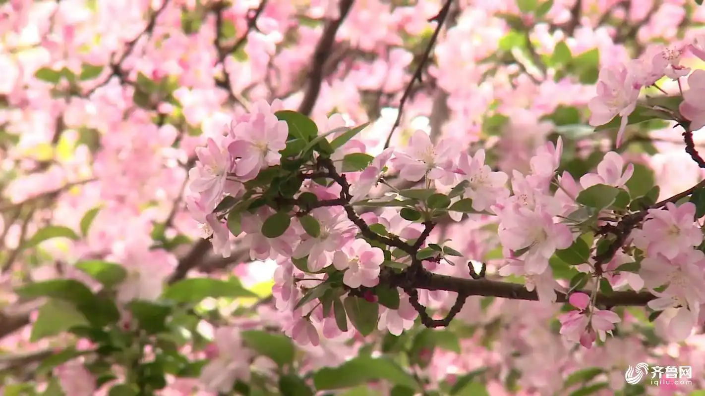 45秒丨美不胜收龙口漱芳园海棠花开等你来赏景