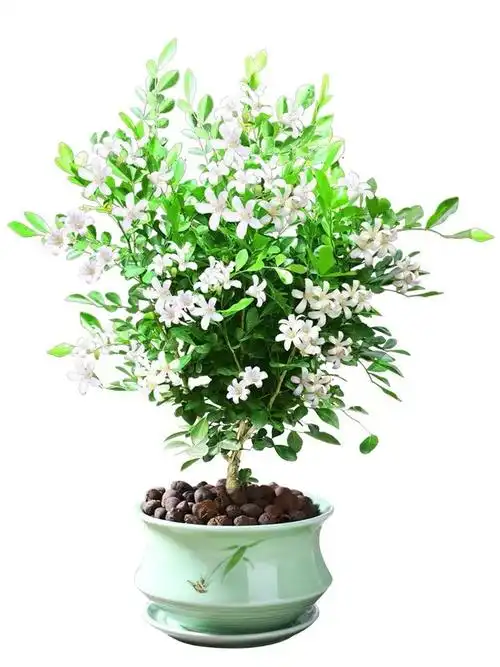 九里香盆栽植物室内花卉浓香多季开花花苞驱蚊时令草本花卉