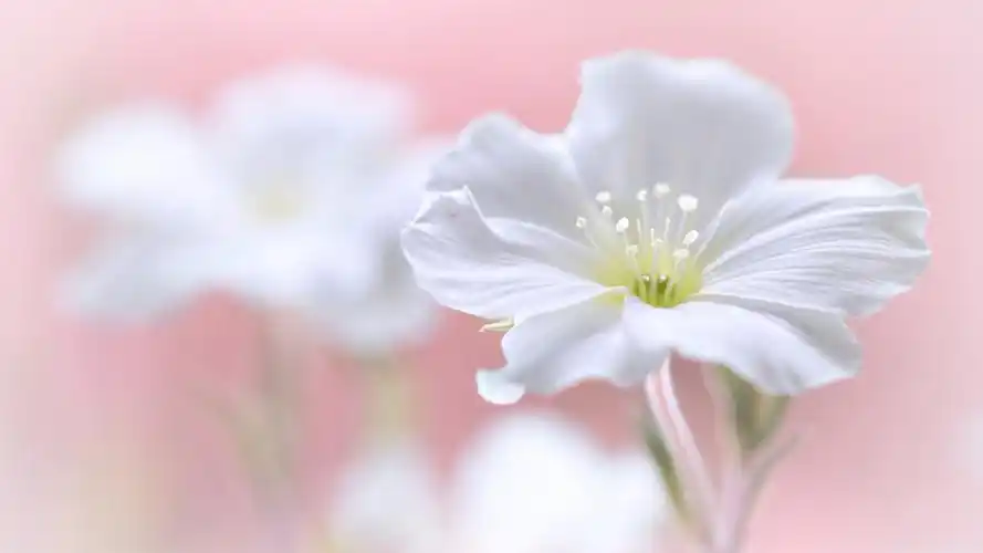 清新的微距摄影图片高清宽屏桌面壁纸高清大图预览1920x1080_植物壁纸