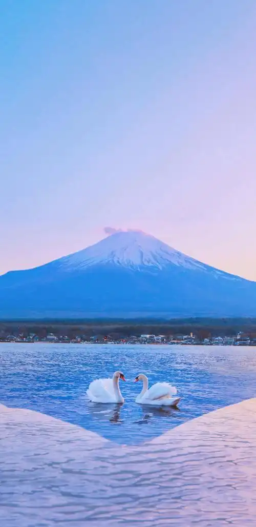 富士山下的美丽天鹅,高清图片,手机壁纸