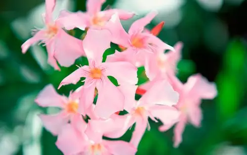 描述: 粉色的花-梦幻大溪地壁纸 当前壁纸尺寸: 1920 x 1200