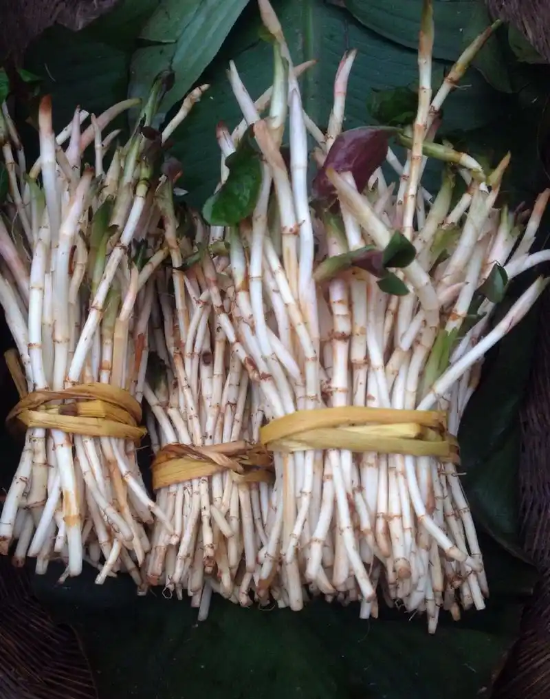 鱼腥草:最喜欢的一种中草药!它那妖娆的味道,总是让我迷醉!