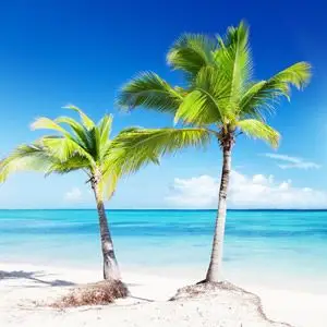 碧海椰树头像
