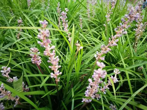 幽幽山麦冬,串串淡紫花
