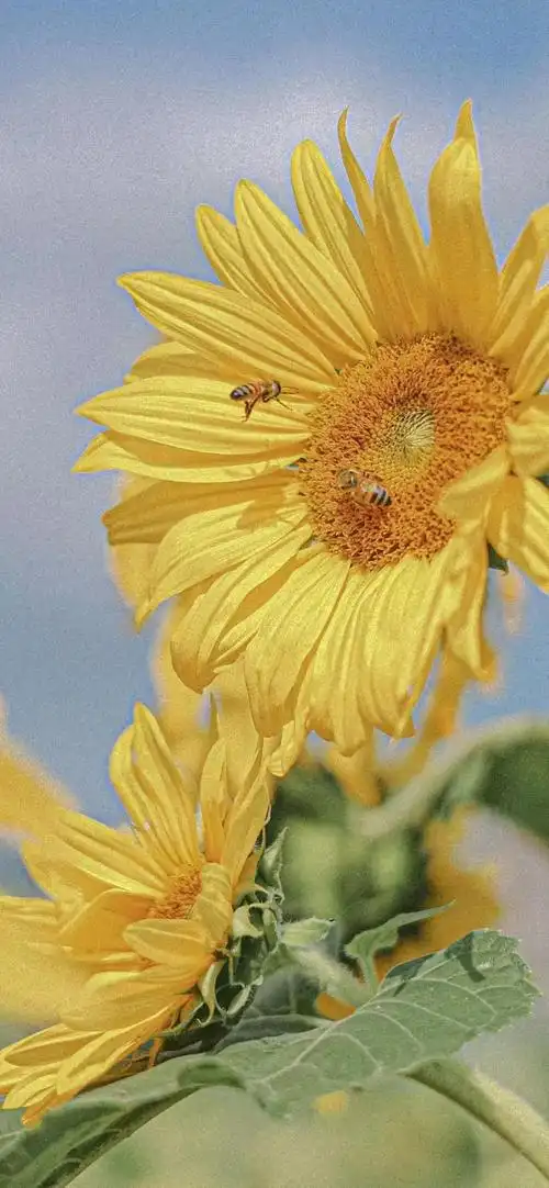 有哪些好看的手机壁纸会让你舍不得换掉