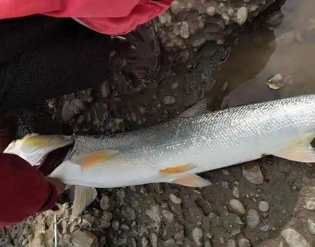 朋友钓了条米级的黄箭鱼,号称水中老虎,一分钱没花真爽!