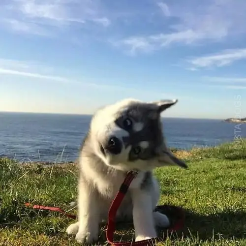 今天,你醉狗了吗?