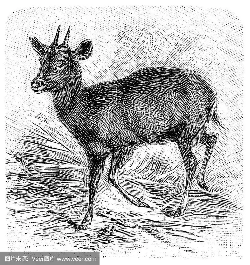 马鹿,雕刻术,艺术,白色背景,衰老过程