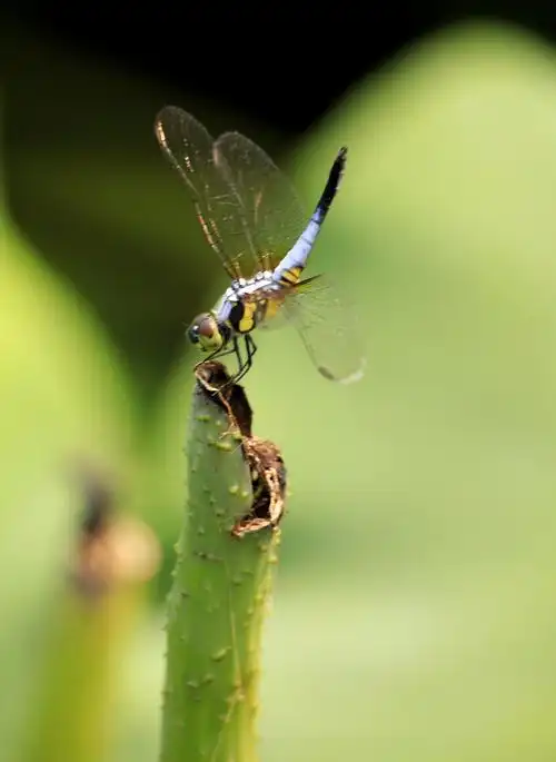 今天拍了一组蜻蜓照片,供大家欣赏,多多指导.