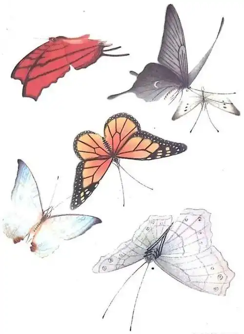 一组蝴蝶工笔画白描素材,太美啦,记得收藏!