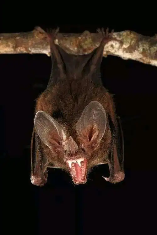 你所不知道的蝙蝠常态发烧体内如毒蛊