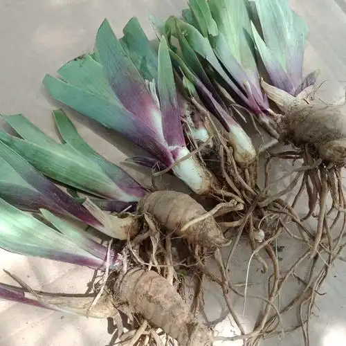 北京花园园艺德国常绿双色黄褐鸢尾多年生球根花卉耐寒耐热春季开