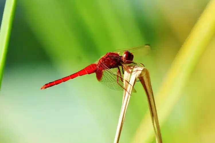 红蜻蜓