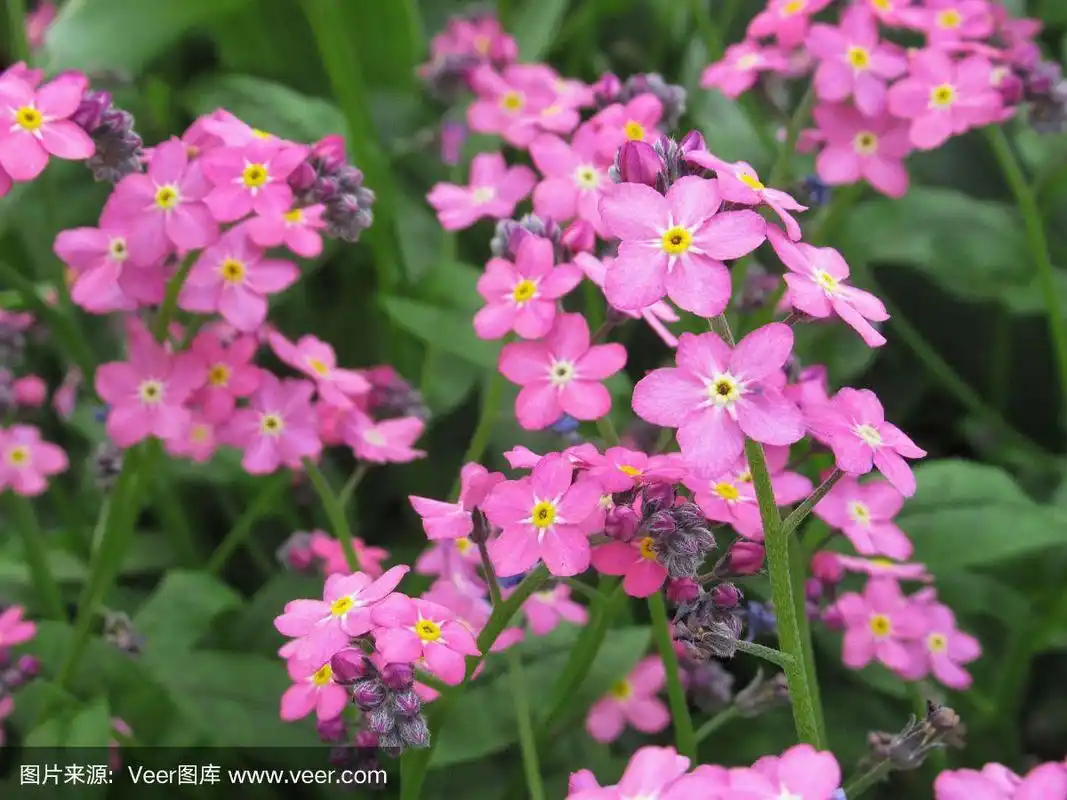 漂亮的特写粉红色勿忘我花盛开在2019年春天