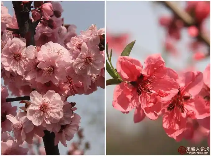 梅花和桃花的区别有图有真相