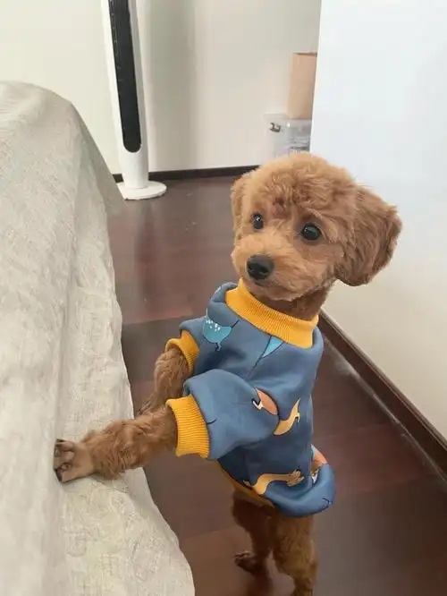 丢了胎毛的泰迪也一样好看