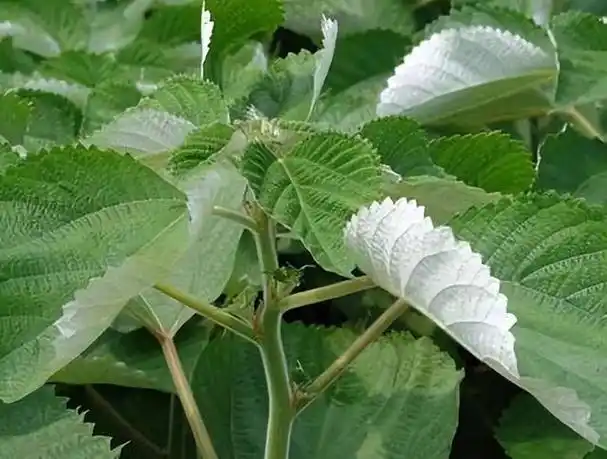 中药材,苎麻的介绍