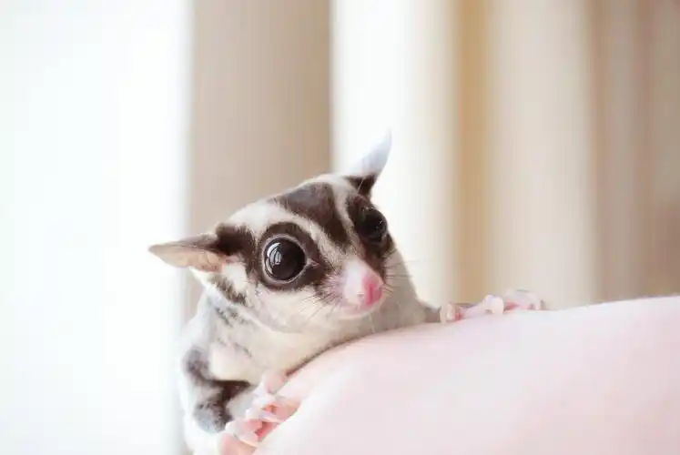 也是受到疫情的影响价格直线下调,从外国批发的蜜袋鼯引进不了国内