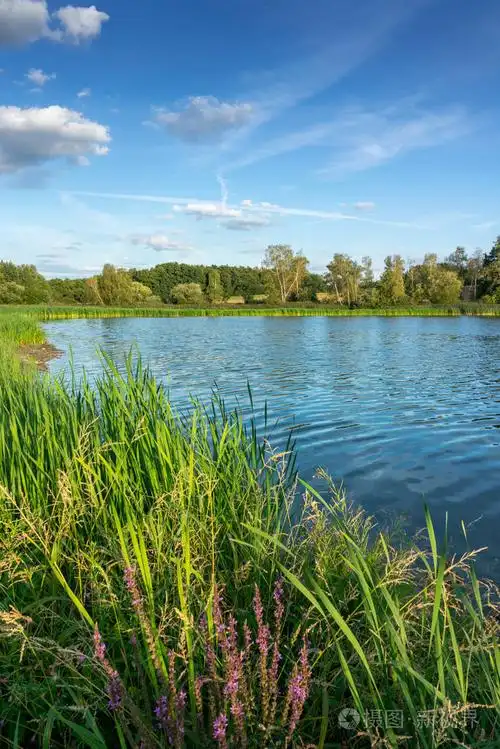 小湖与芦苇在阳光明媚的夏天国家.风景在平静的自然