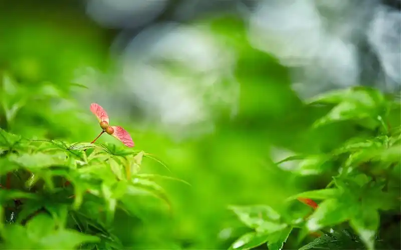 唯美小清新绿色好看壁纸_健康舒服的绿色