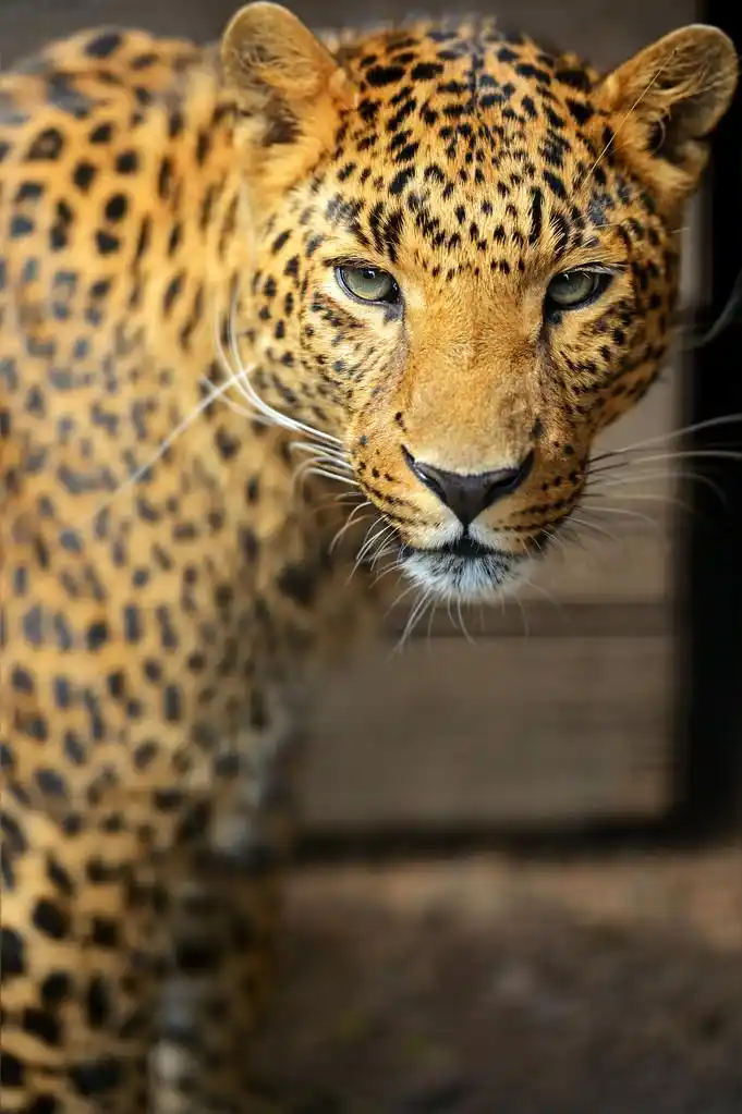 豹,一只豹子的肖像