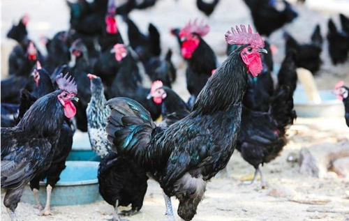 日照黑羽乌骨鸡批发,黑羽乌骨鸡