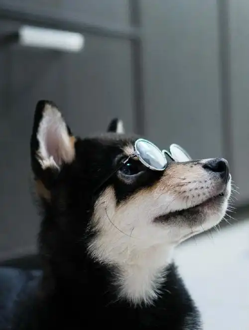 柴犬#怎么会有狗狗戴眼镜这么好看啊