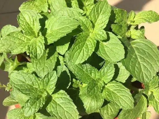 能镇咳,润肺,抗病毒,看着心情都好吃着身体好|紫苏|薄荷|金银花_新浪