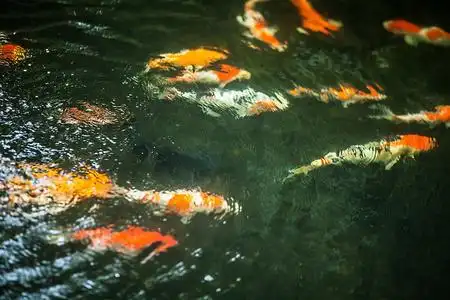 锦鲤鱼在池塘里游泳摄影图