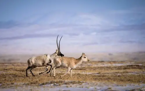奔跑中的藏羚羊【贺获动物精华】