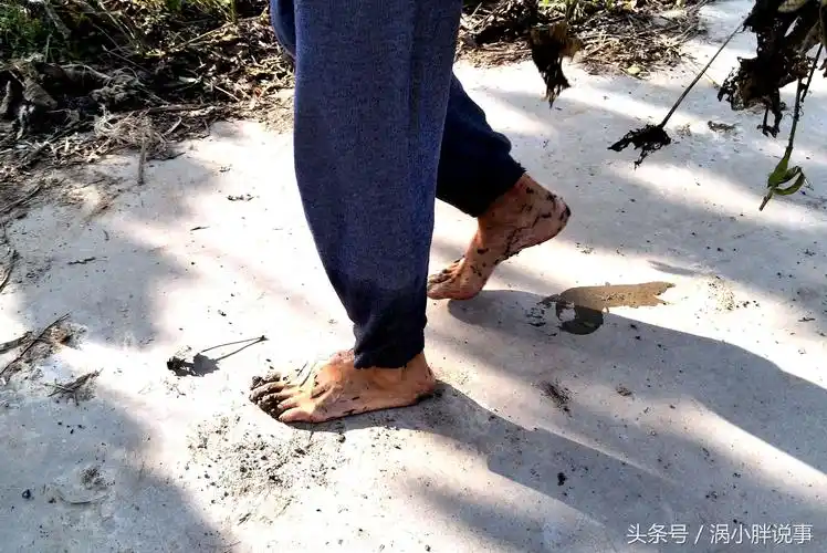 农民赤脚下地收黄豆,称:粮食就是俺的命,一粒都不能丢