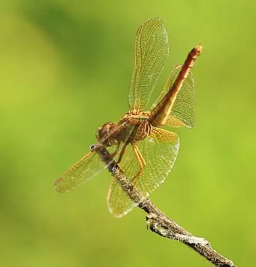 【乡坝拍蜻蜓(1)潼南】 第 10 幅查看大图曝光:1/250 sec光圈:f7快门