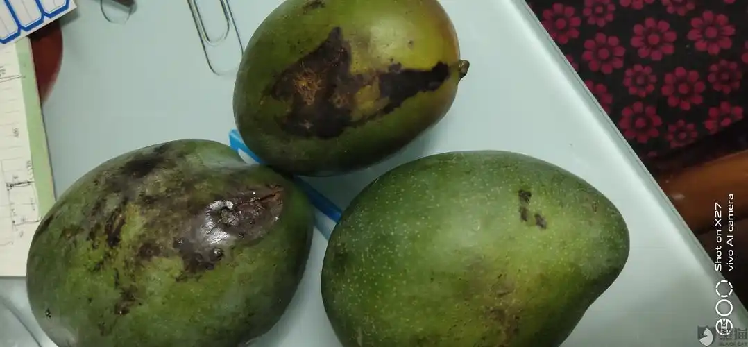 淘特人间风雪店卖的海南金煌芒发成攀枝花凯特芒果,而且收到的货都是