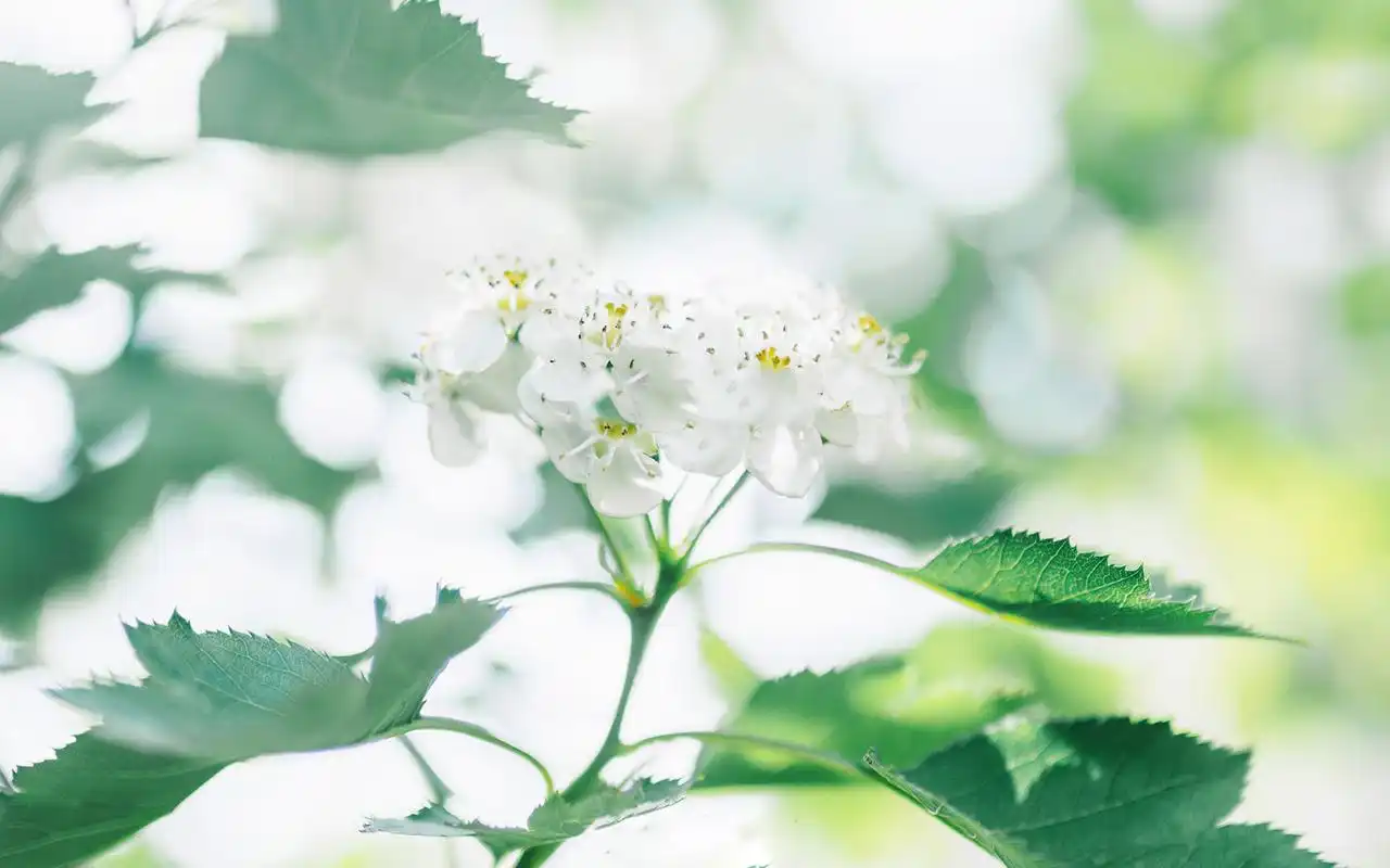 养眼绿色植物高清桌面壁纸