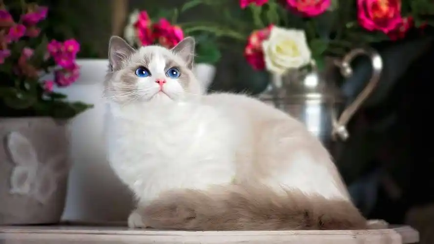 布偶猫鼻子流黄鼻涕要不要紧