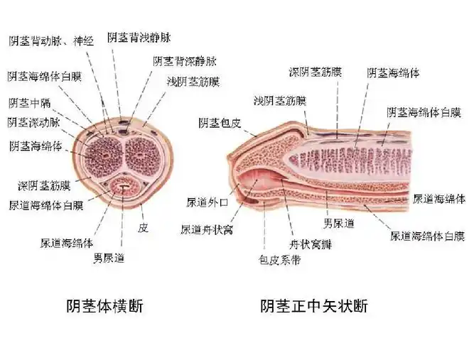 男性生殖系统的解剖与组织结构ppt