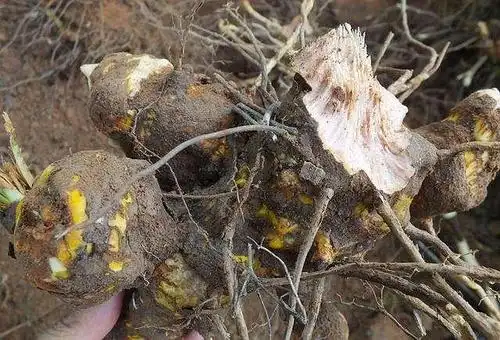 嘉会本草|治风湿的铁菱角