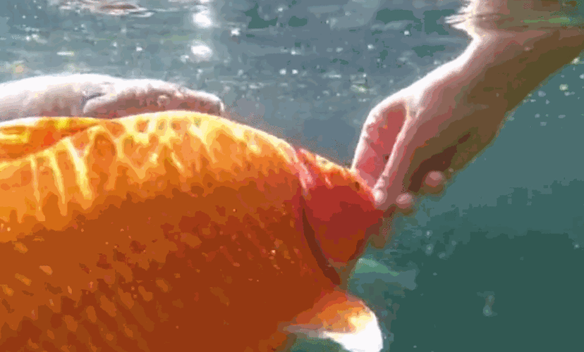 985_595gif 动态图 动图