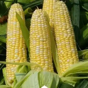 春秋季大田杂交水果玉米种子金银超甜高产大棒双色甜香糯玉米种籽
