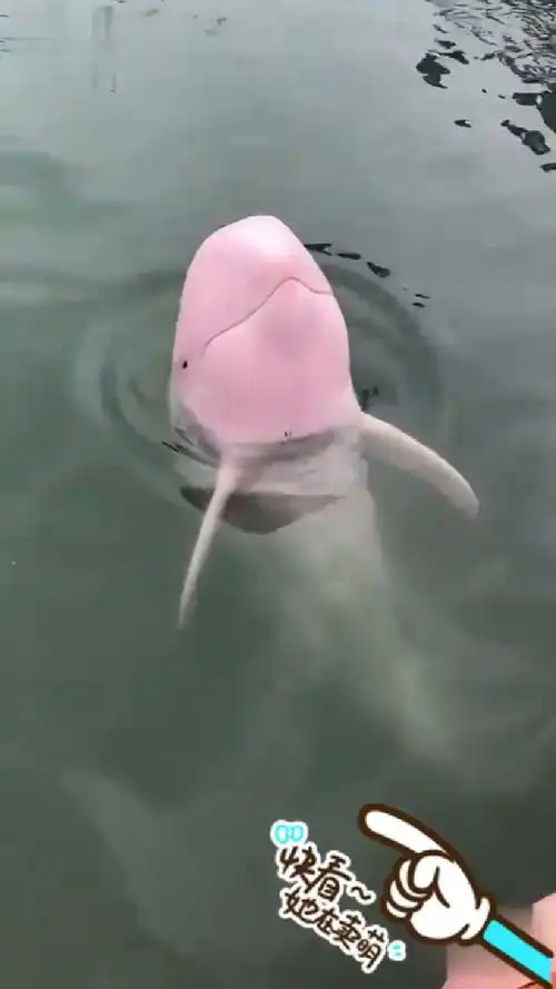 最稀有罕见的粉色小海豚来了美丽可爱