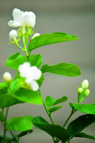 清新的茉莉花
