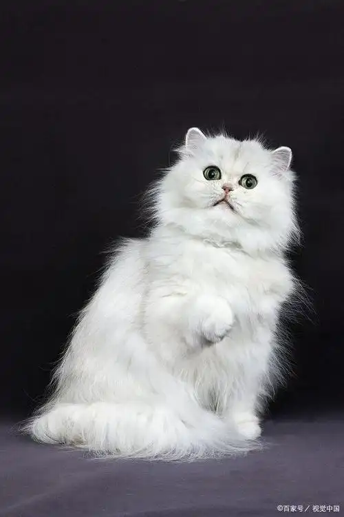 小埋养宠物:波斯猫怎么养?