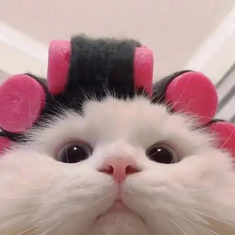 最近超火的猫猫头像来喽